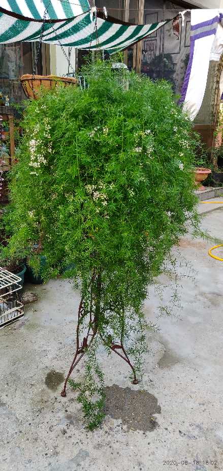 老虎的尾巴——天门冬(图2)