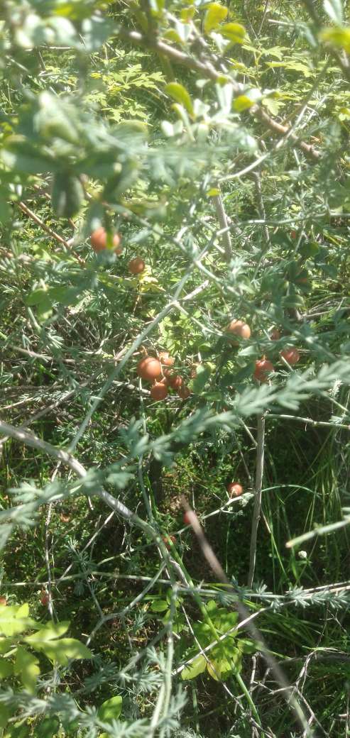 老虎的尾巴——天门冬(图3)