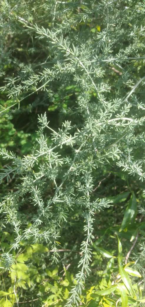 老虎的尾巴——天门冬(图4)