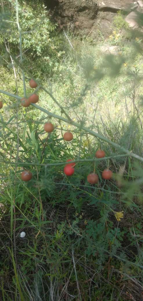 老虎的尾巴——天门冬(图5)