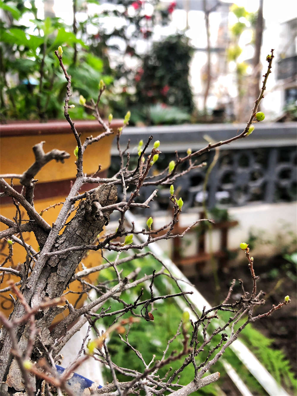 苍劲古雅，雀梅盆景 - 功圣花卉