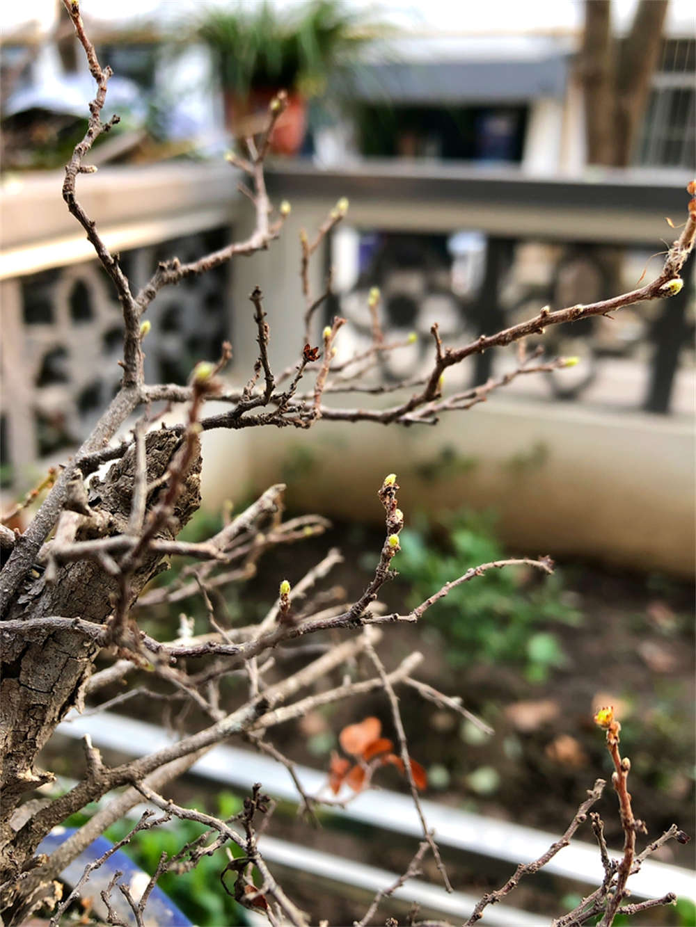 苍劲古雅，雀梅盆景(图2)