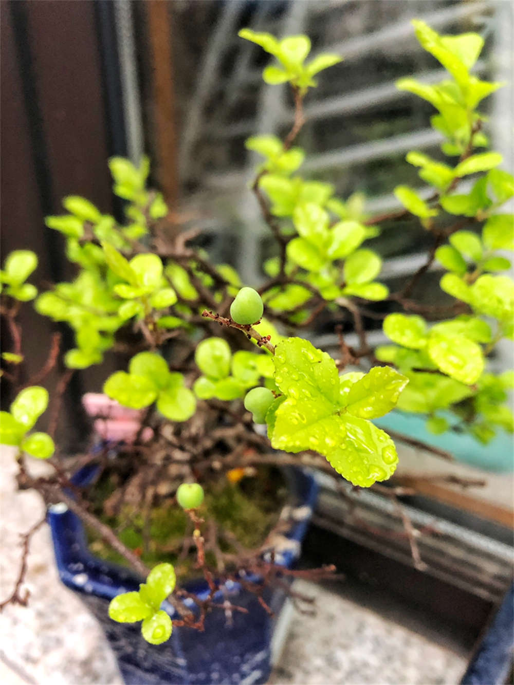 苍劲古雅，雀梅盆景(图3)