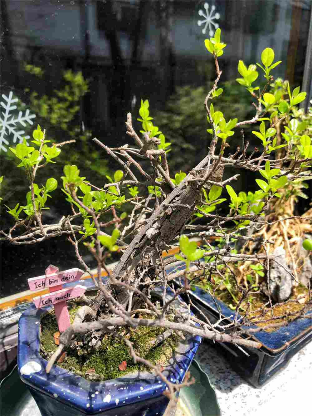 苍劲古雅，雀梅盆景(图4)