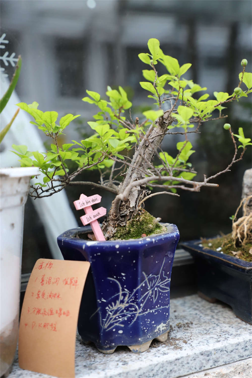 苍劲古雅，雀梅盆景(图5)