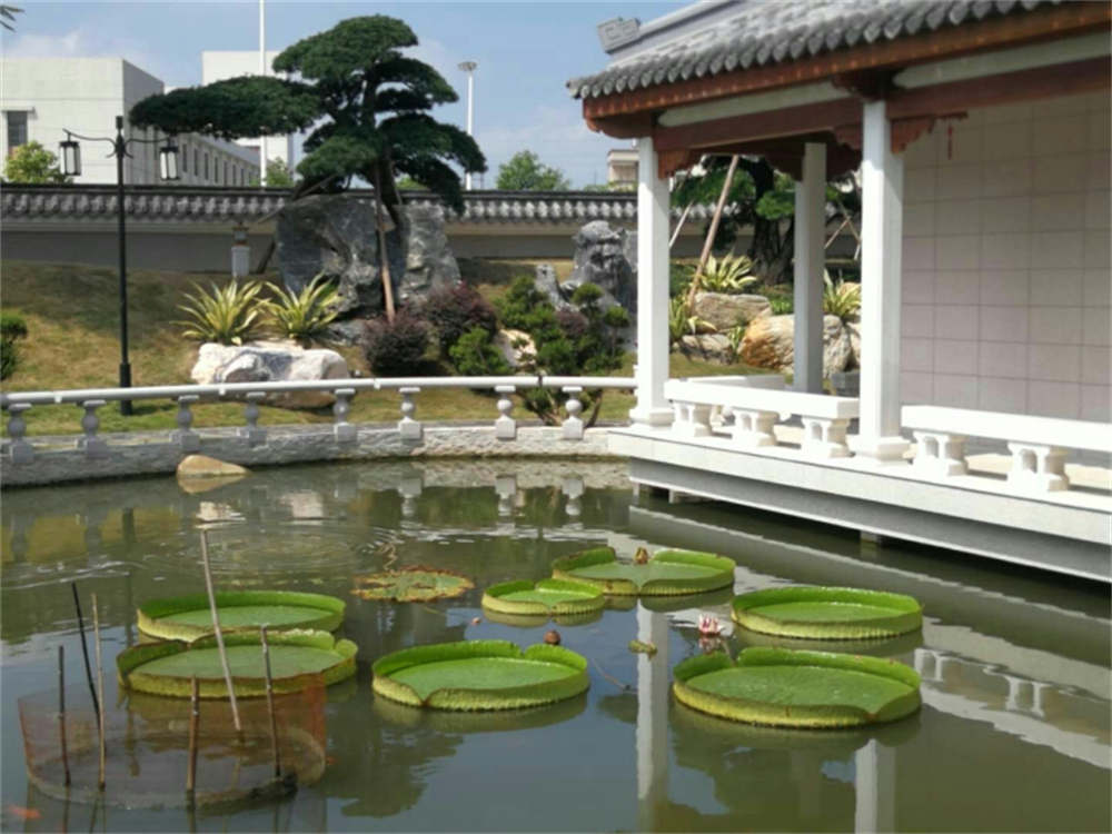 亚马逊王莲，可以坐上去的莲花 - 功圣花卉