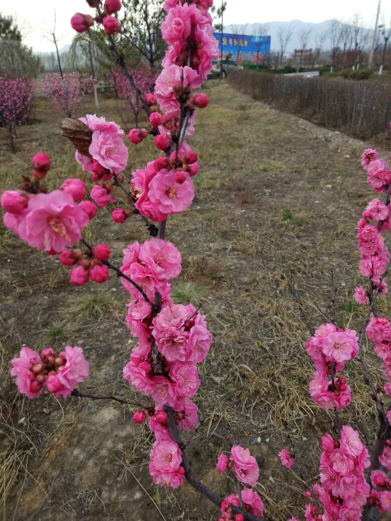 美艳村居足众愿， 随人指点小桃红——榆叶梅(图2)