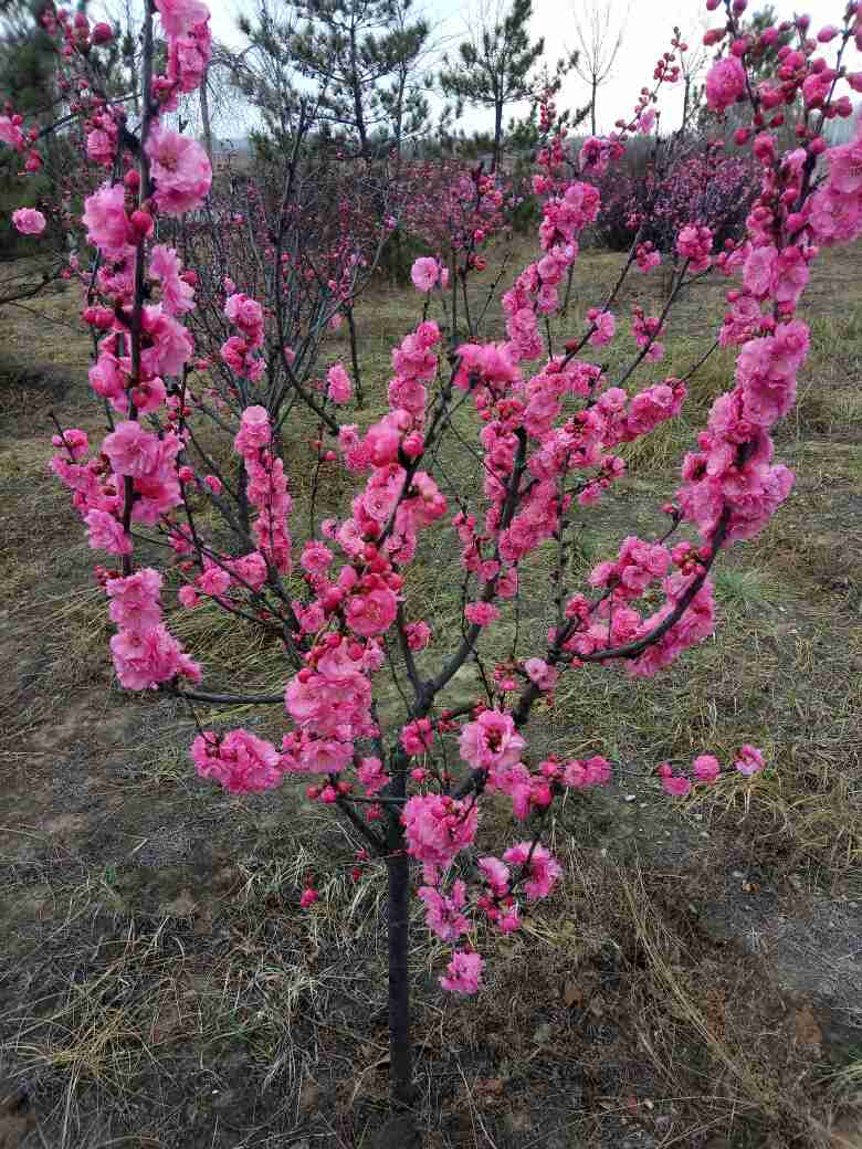 美艳村居足众愿， 随人指点小桃红——榆叶梅(图4)