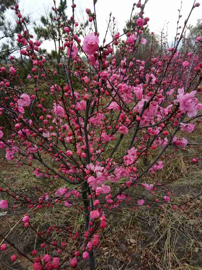 美艳村居足众愿， 随人指点小桃红——榆叶梅(图5)