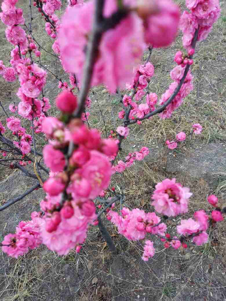 美艳村居足众愿， 随人指点小桃红——榆叶梅(图6)