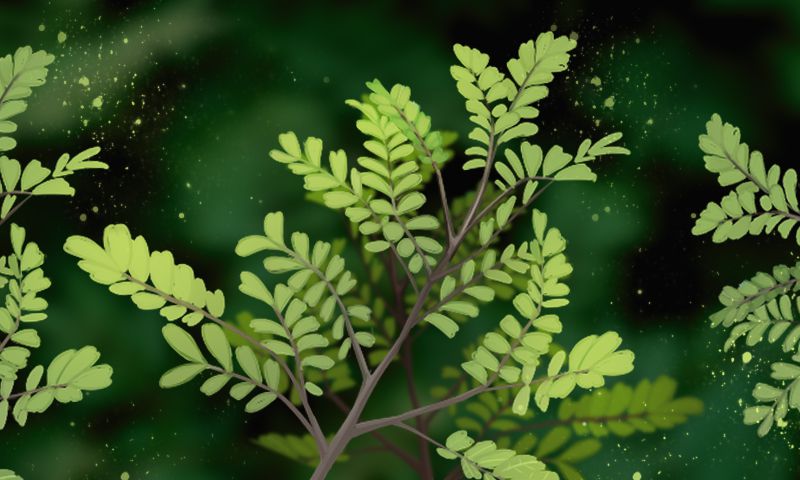 唯有幽香阵阵来——清香木盆景 - 功圣花卉