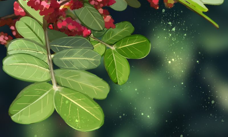 唯有幽香阵阵来——清香木盆景(图2)