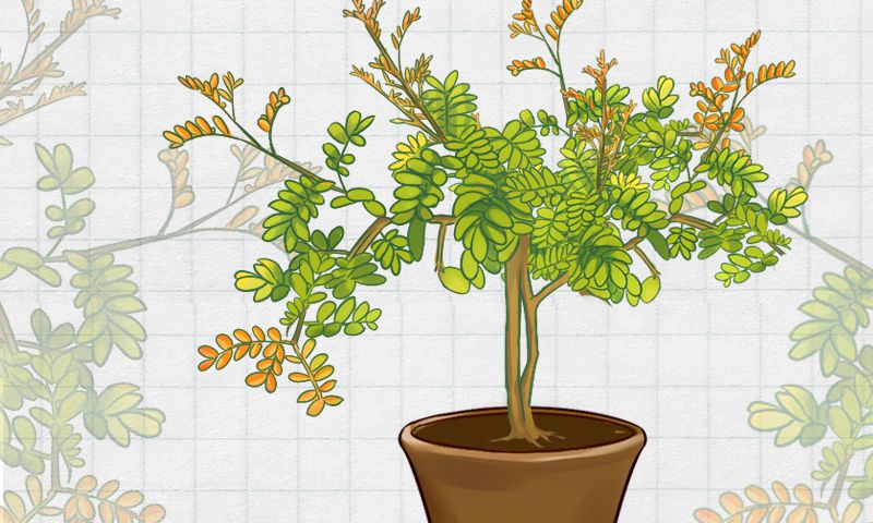 唯有幽香阵阵来——清香木盆景(图3)