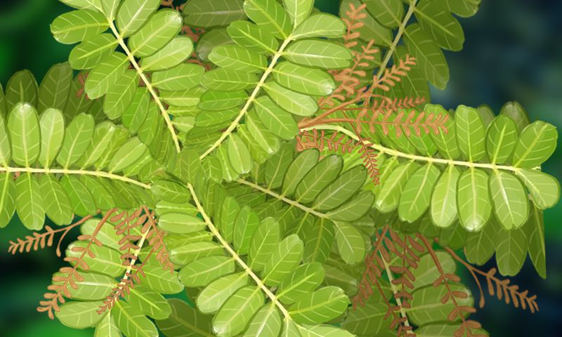 唯有幽香阵阵来——清香木盆景(图4)