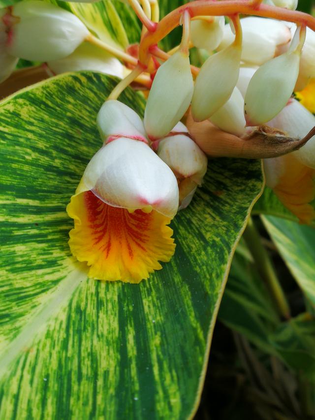 花叶交织的艳山姜 - 功圣花卉