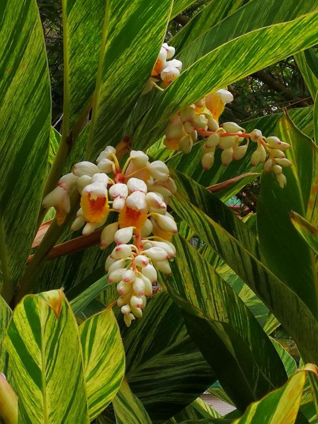 花叶交织的艳山姜(图2)