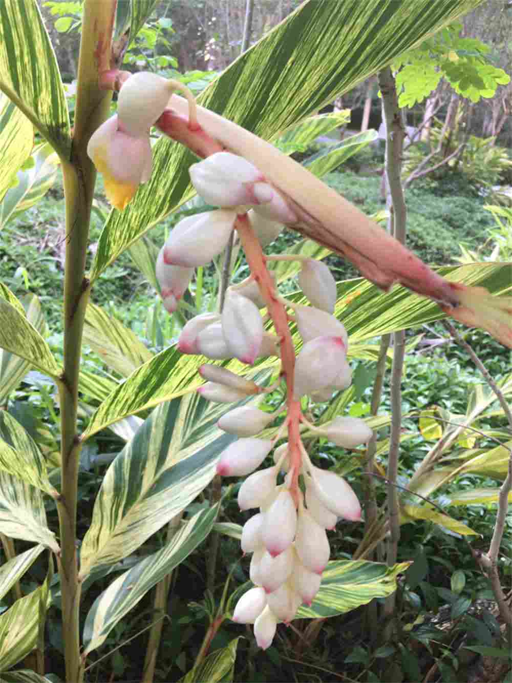 花叶交织的艳山姜(图3)