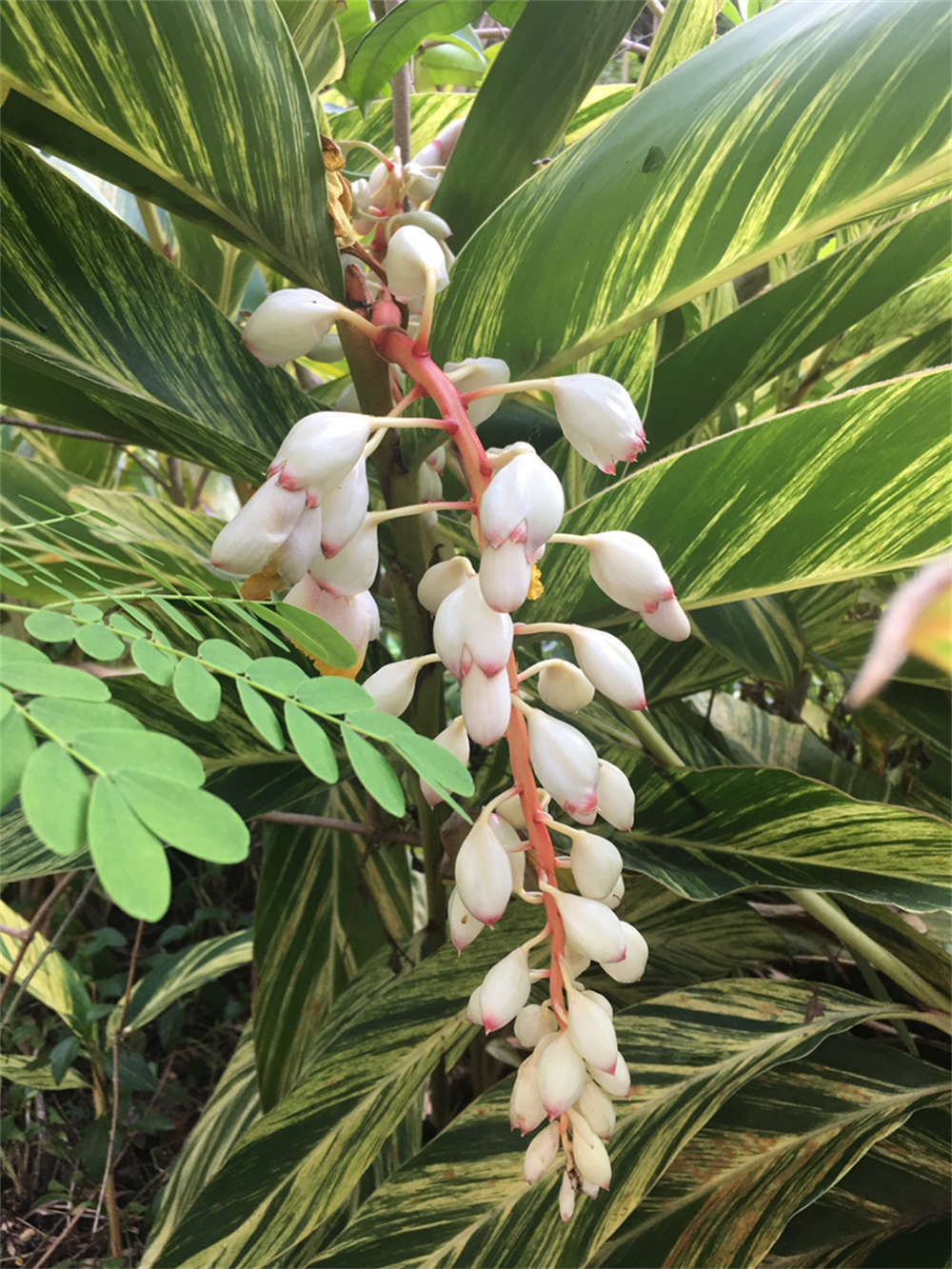 花叶交织的艳山姜(图5)