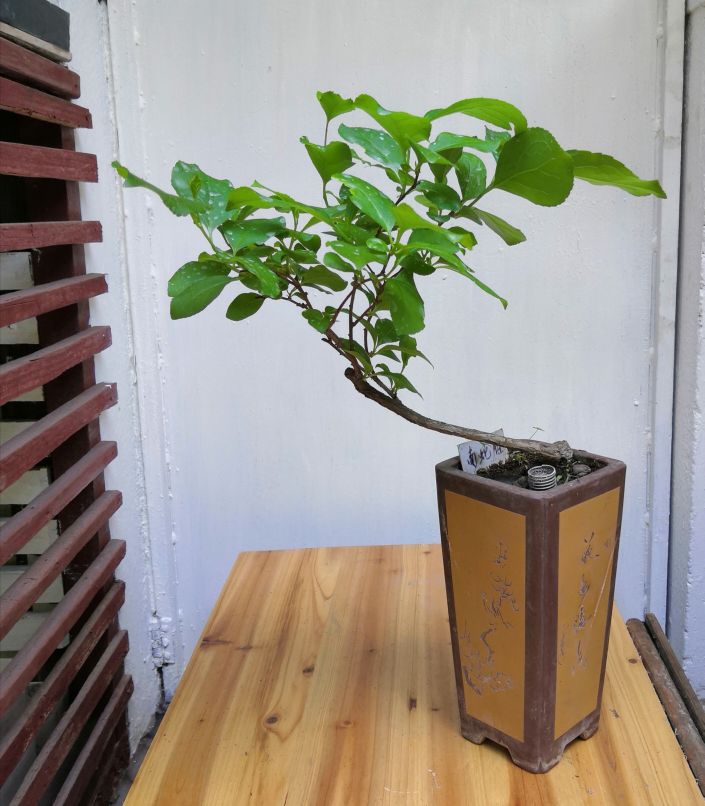 蜿蜒南蛇藤 - 功圣花卉