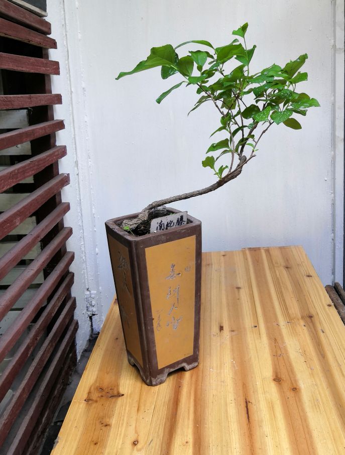 蜿蜒南蛇藤(图2)