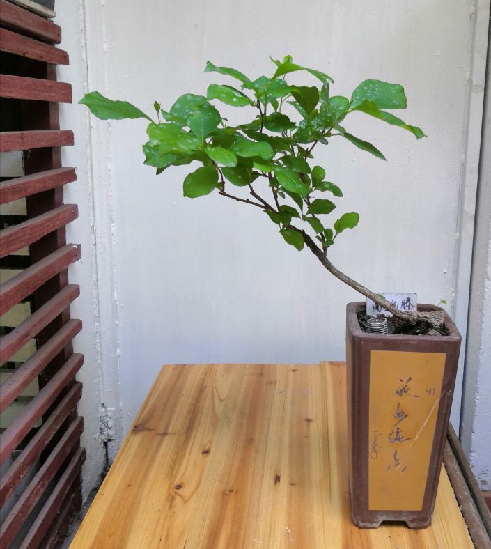 蜿蜒南蛇藤(图3)