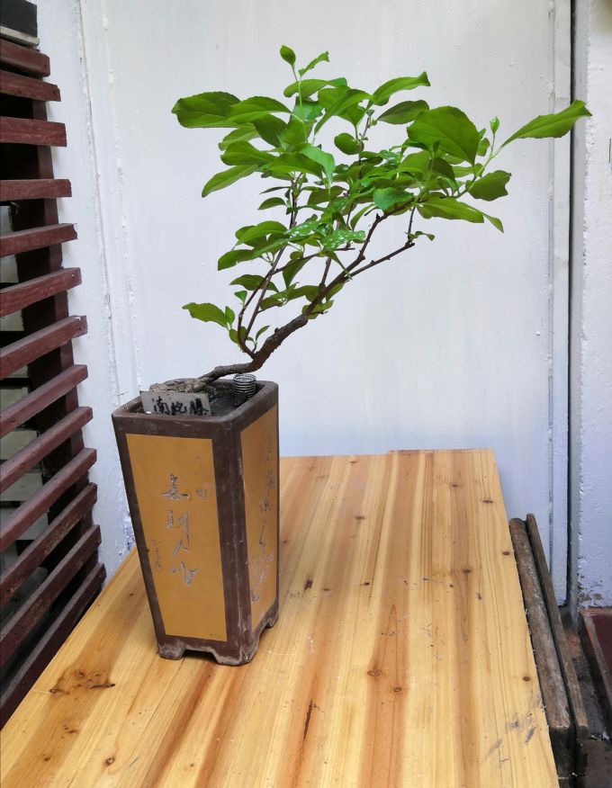 蜿蜒南蛇藤(图4)