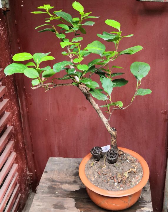 蜿蜒南蛇藤(图5)