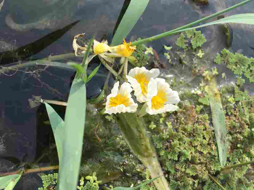 靖西海菜花(图2)