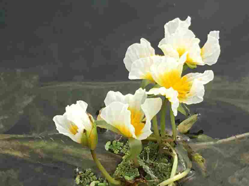 靖西海菜花(图3)