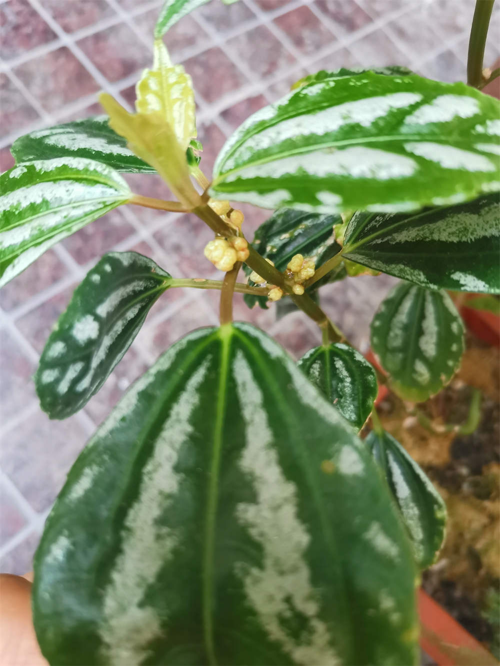 惊艳花名：花叶冷水花 - 功圣花卉