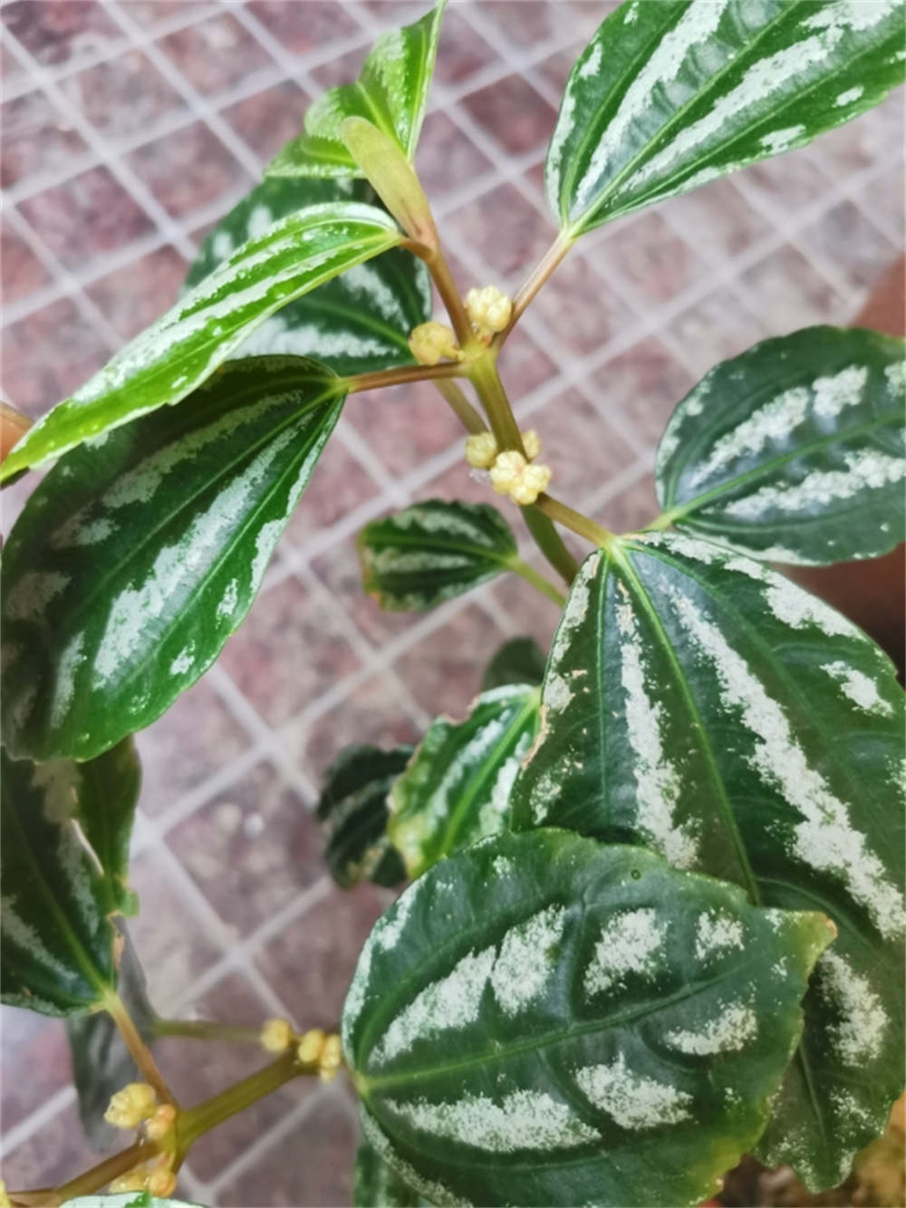 惊艳花名：花叶冷水花(图2)