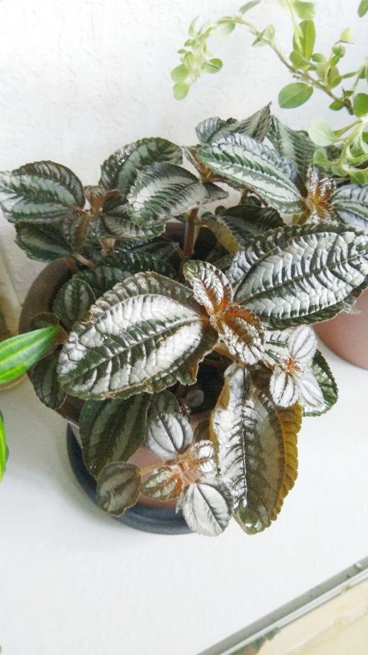 惊艳花名：花叶冷水花(图3)