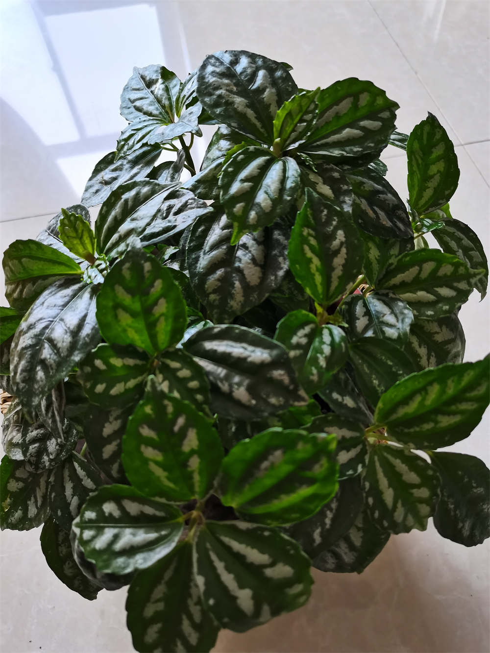 惊艳花名：花叶冷水花(图4)