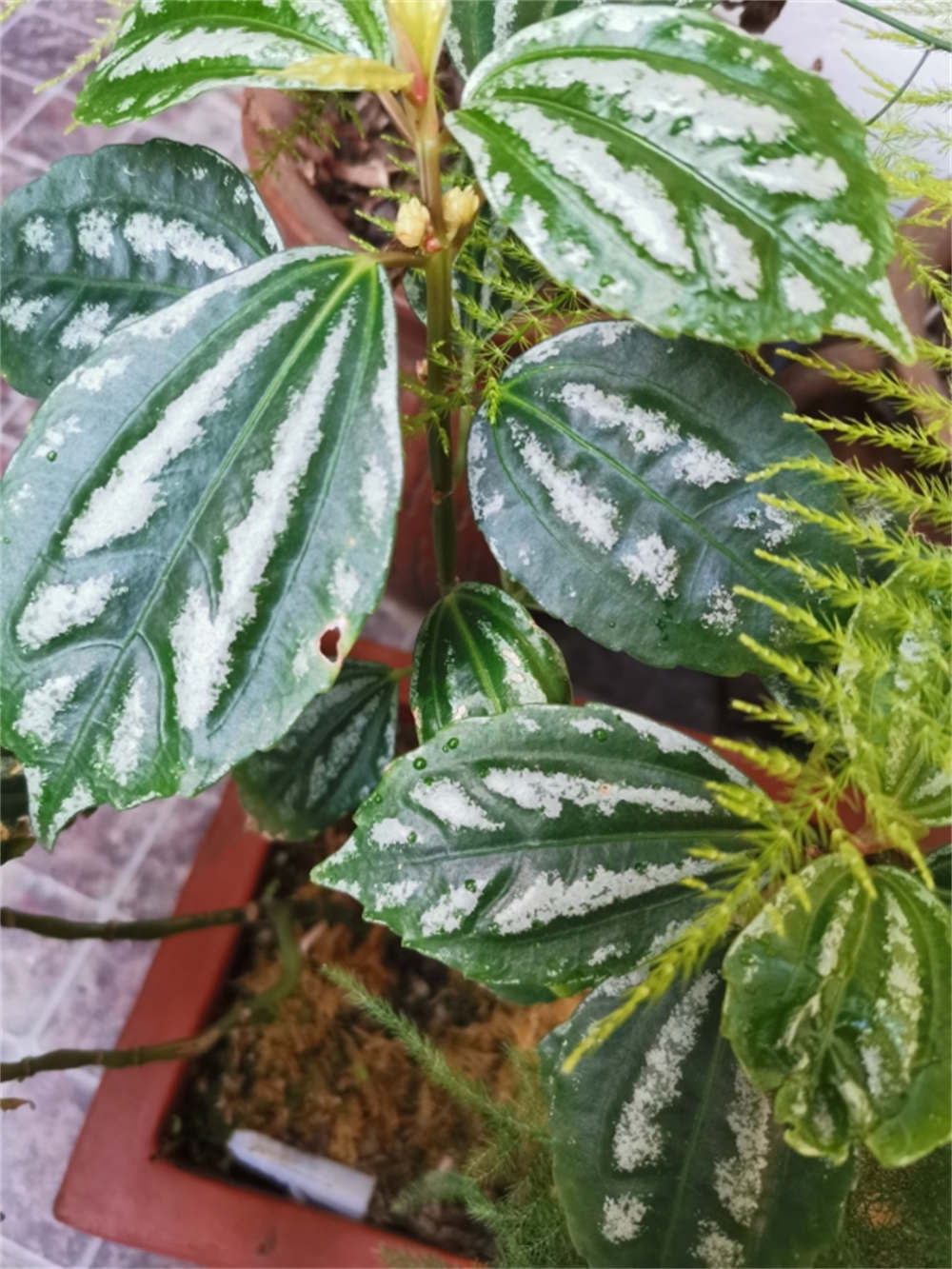 惊艳花名：花叶冷水花(图5)