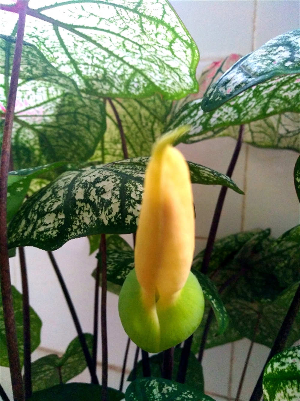 彩色画板五彩芋 - 功圣花卉