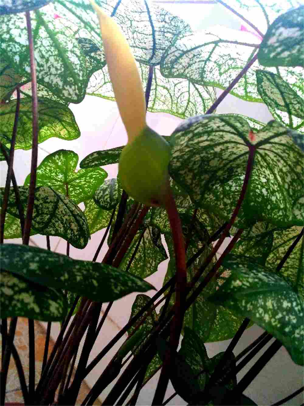 彩色画板五彩芋(图2)