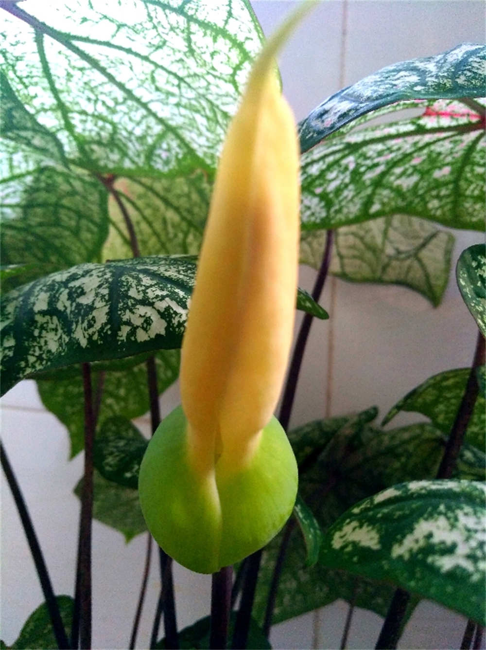 彩色画板五彩芋(图3)