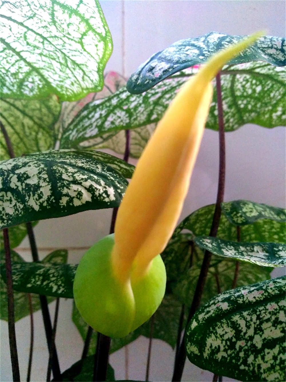 彩色画板五彩芋(图4)