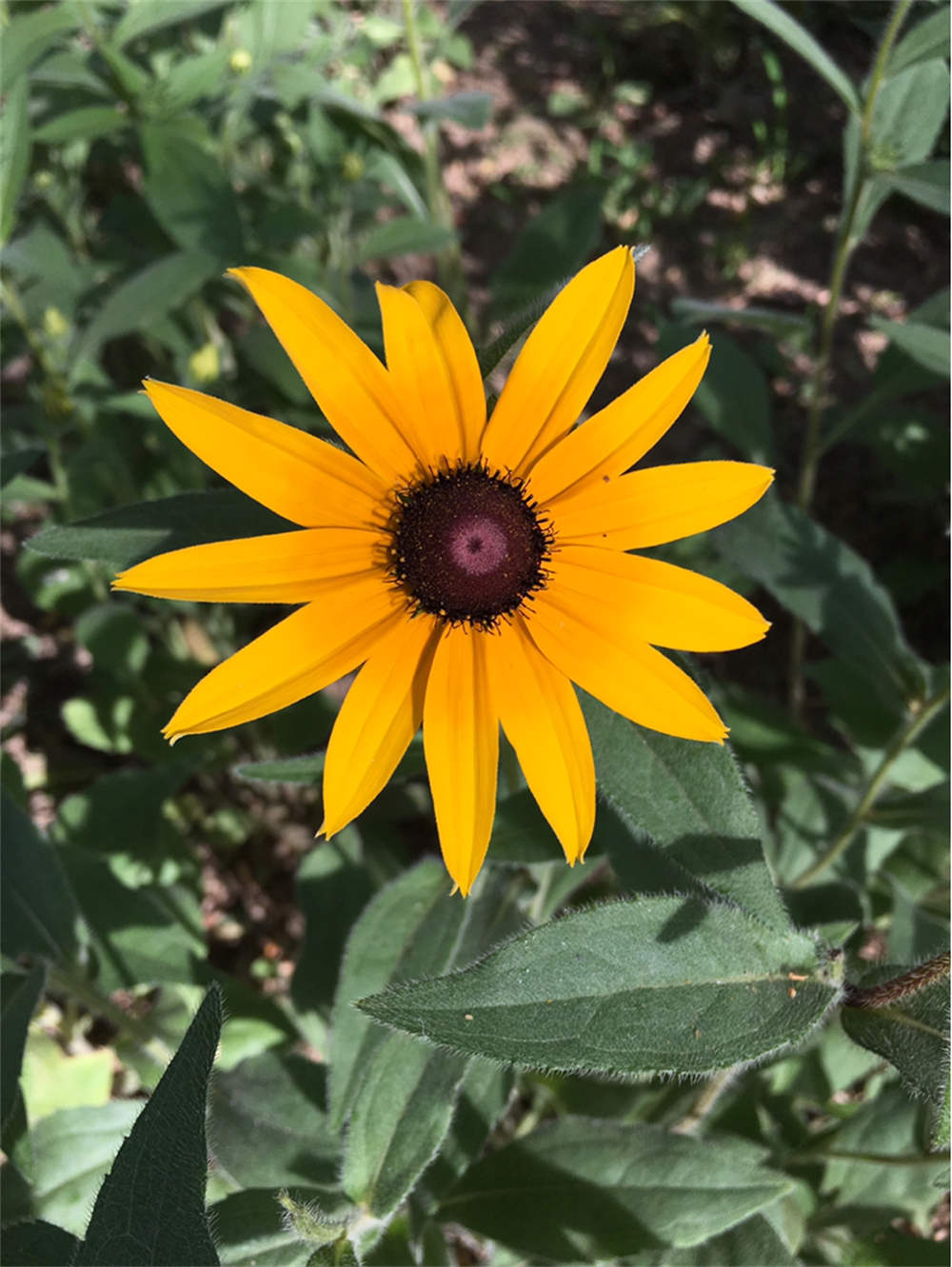 金光闪闪的重瓣金光菊 - 功圣花卉