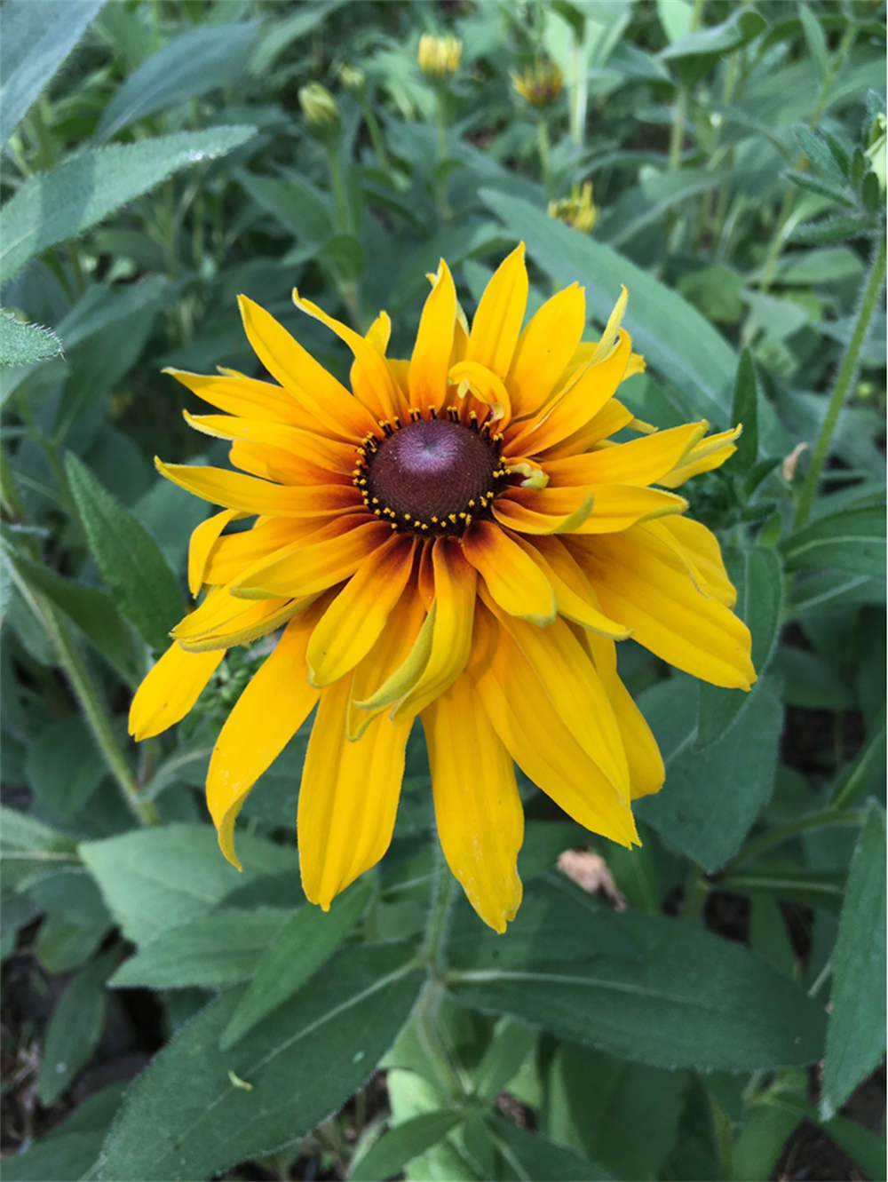 金光闪闪的重瓣金光菊(图2)