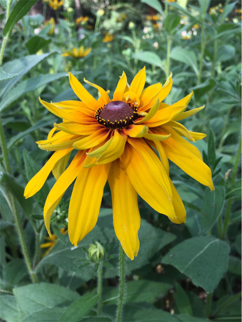 金光闪闪的重瓣金光菊(图4)