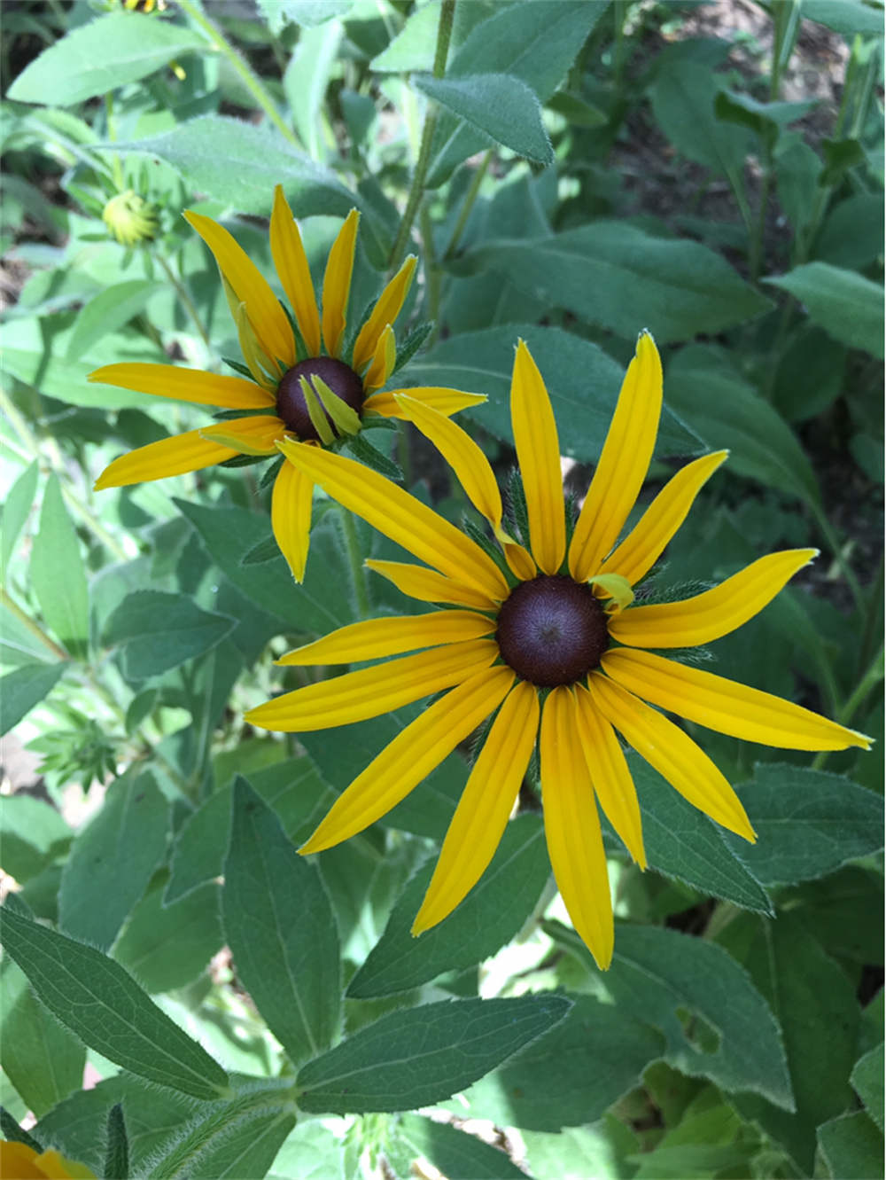 金光闪闪的重瓣金光菊(图5)