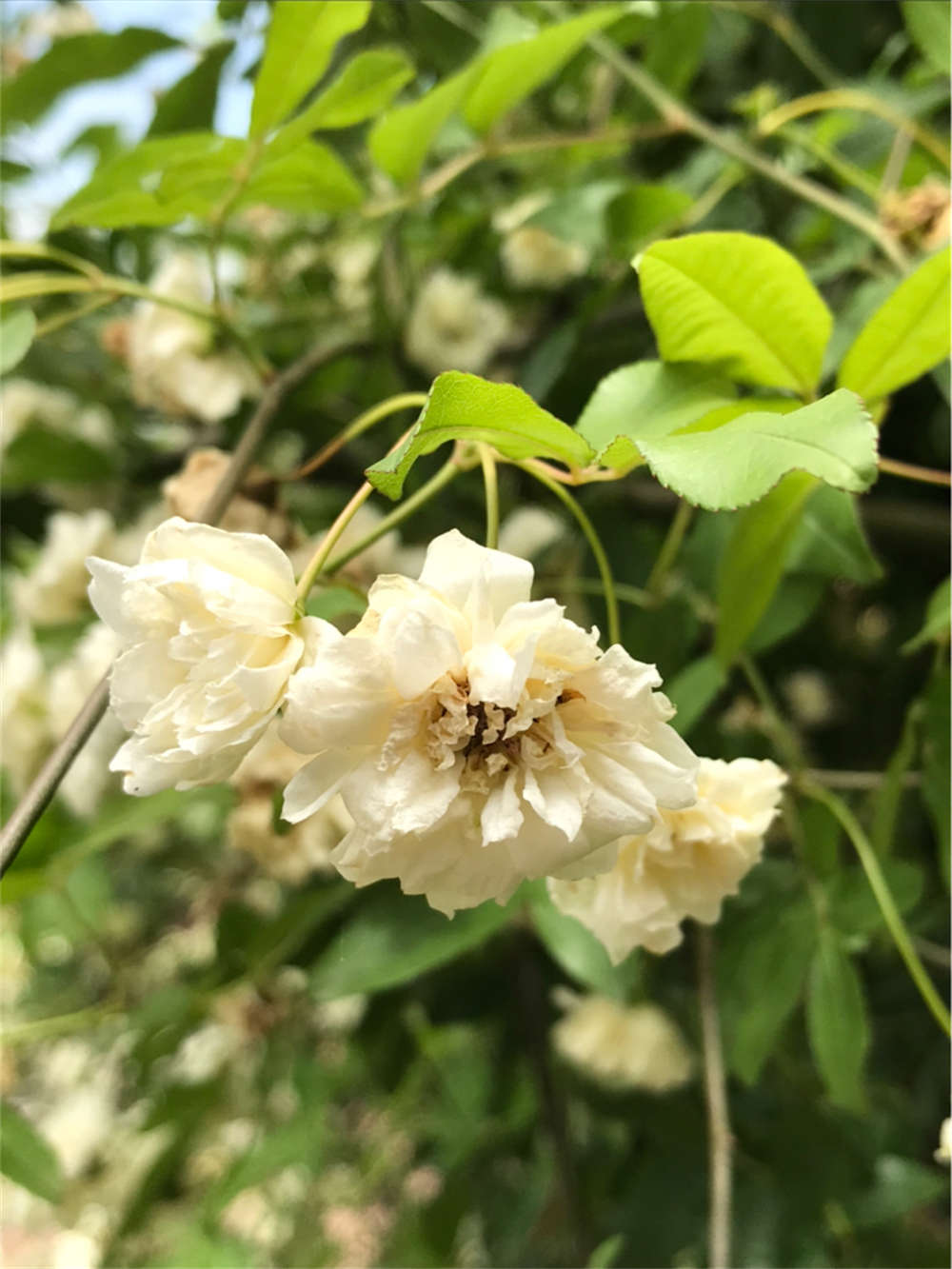 白色木香花(图1)