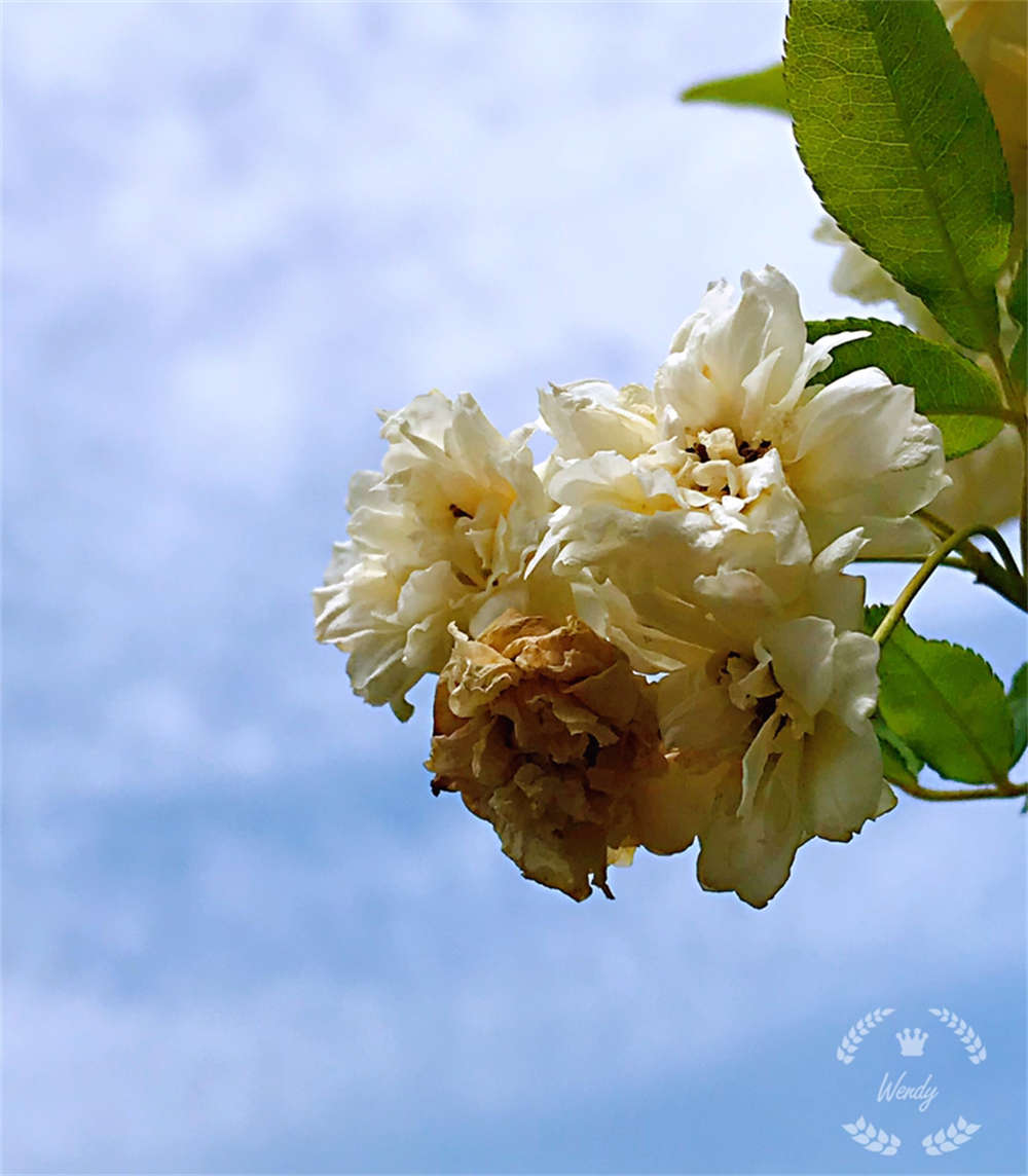 白色木香花(图2)