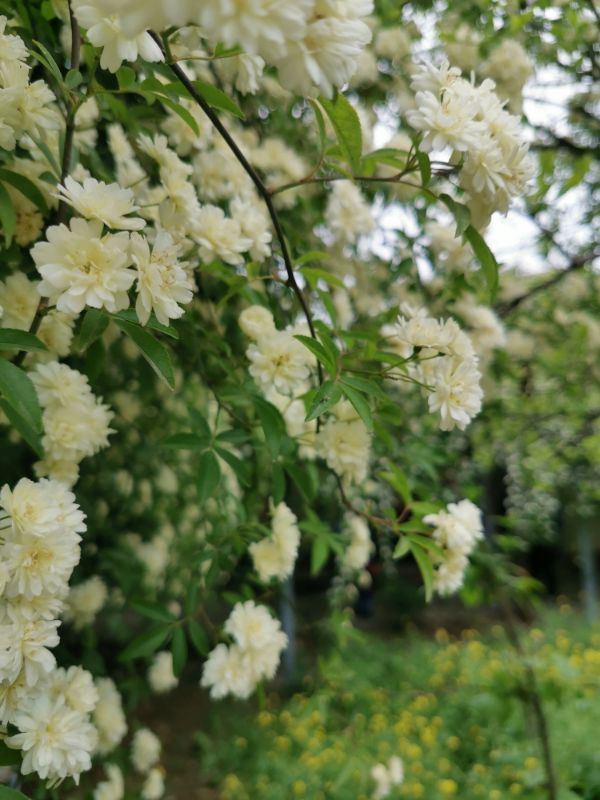 白色木香花(图3)