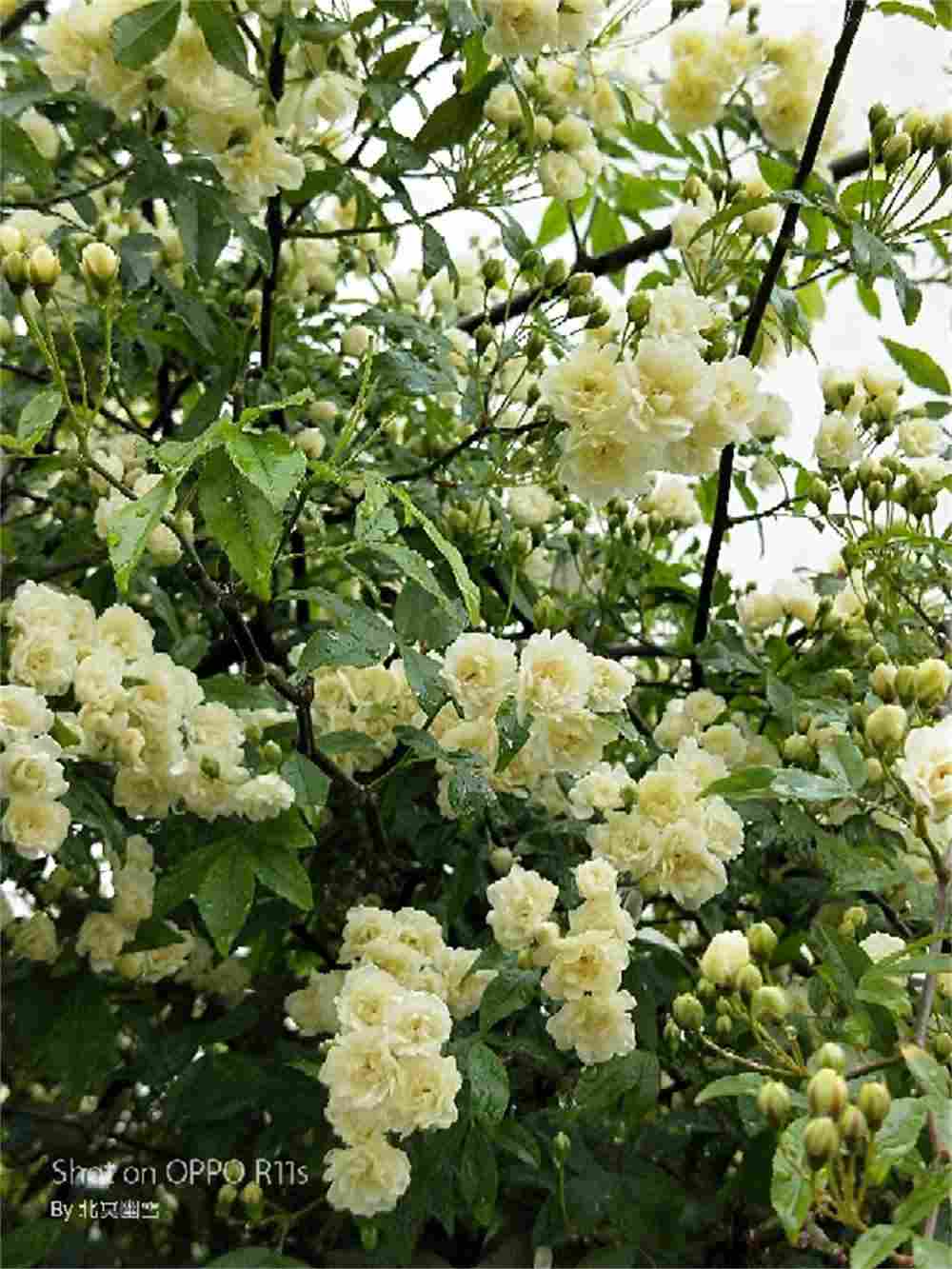 白色木香花(图4)