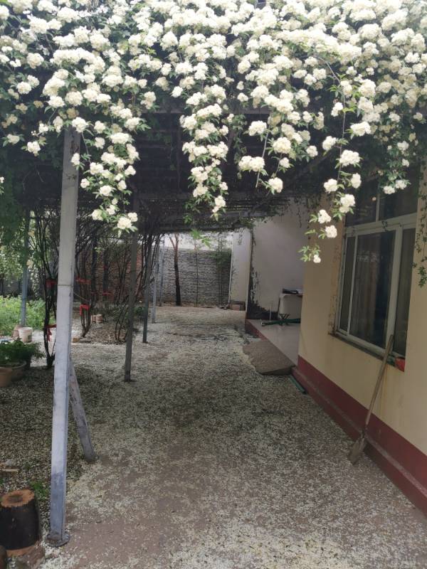 白色木香花(图6)