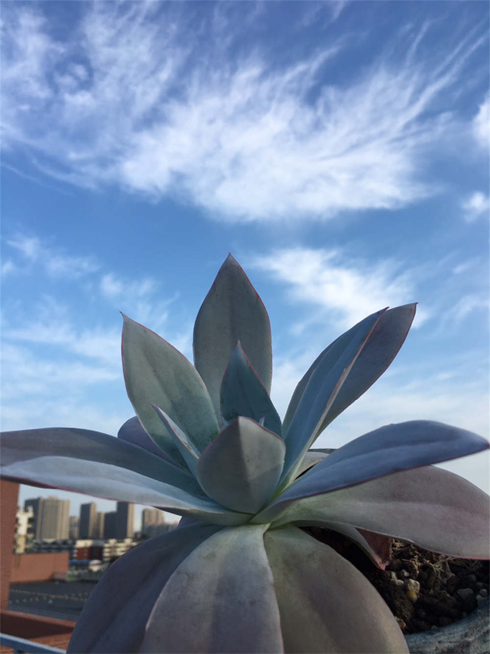 月色扫不开，居然广寒宫(图1)