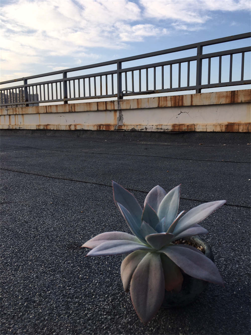 月色扫不开，居然广寒宫(图2)