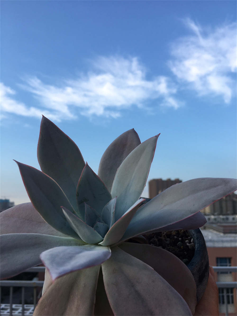 月色扫不开，居然广寒宫(图3)